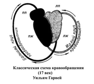 sistema-krovoobrashheniya-cheloveka